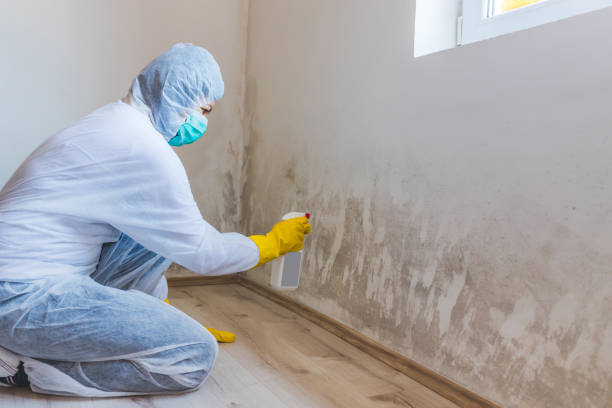 Black mold inspection in Osceola Mills